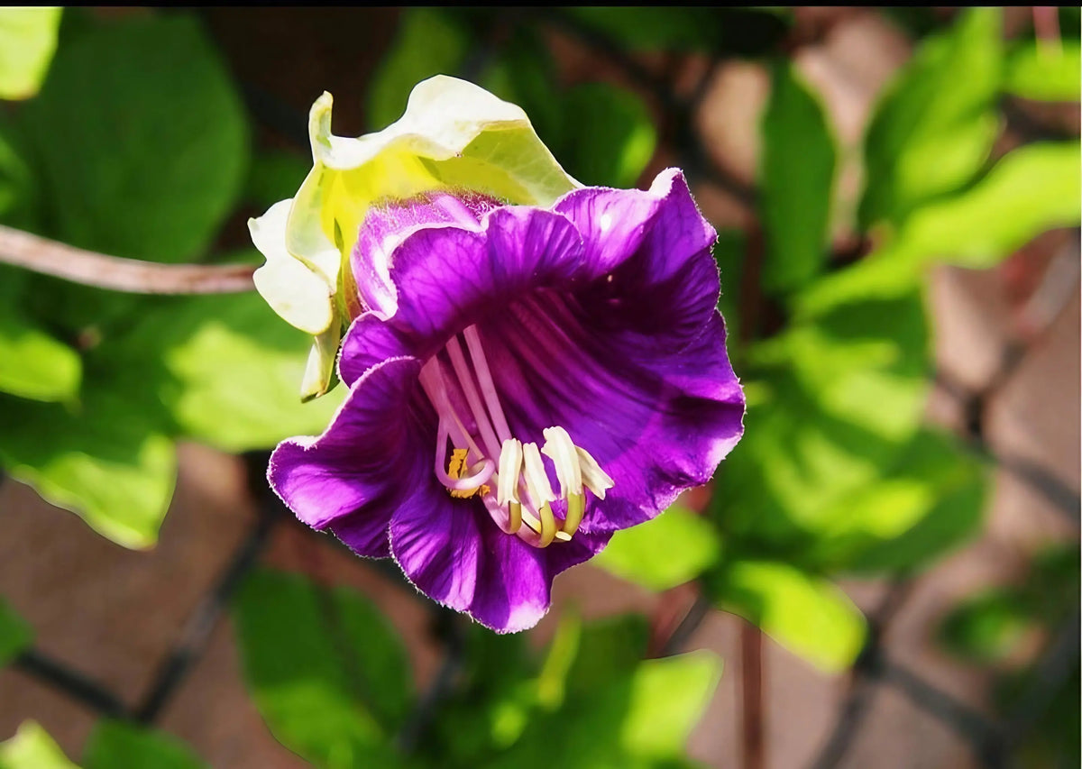 Winter Seed Sowing Flower Box – purple bloom with white and yellow stamens among green leaves