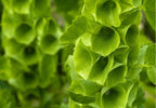 Winter Seed Sowing Flower Box – green Bells of Ireland with tall stems of bell-shaped calyces