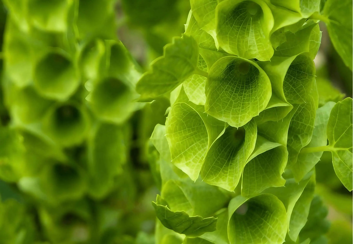 Winter Seed Sowing Flower Box – green Bells of Ireland with tall stems of bell-shaped calyces
