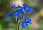 Winter Seed Sowing Flower Box – bright blue five-petalled flowers