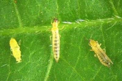 Thrips Slow Release Sachets – western flower thrips on a green leaf, the pest they control