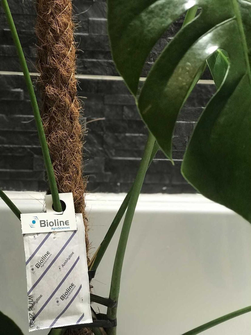 Thrips Slow Release Sachet (Amblyseius cucumeris) hanging on a moss pole beside a Monstera leaf