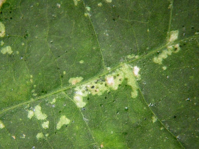 Thrips Slow Release Sachets – thrips damage showing silvery pale patches on a leaf