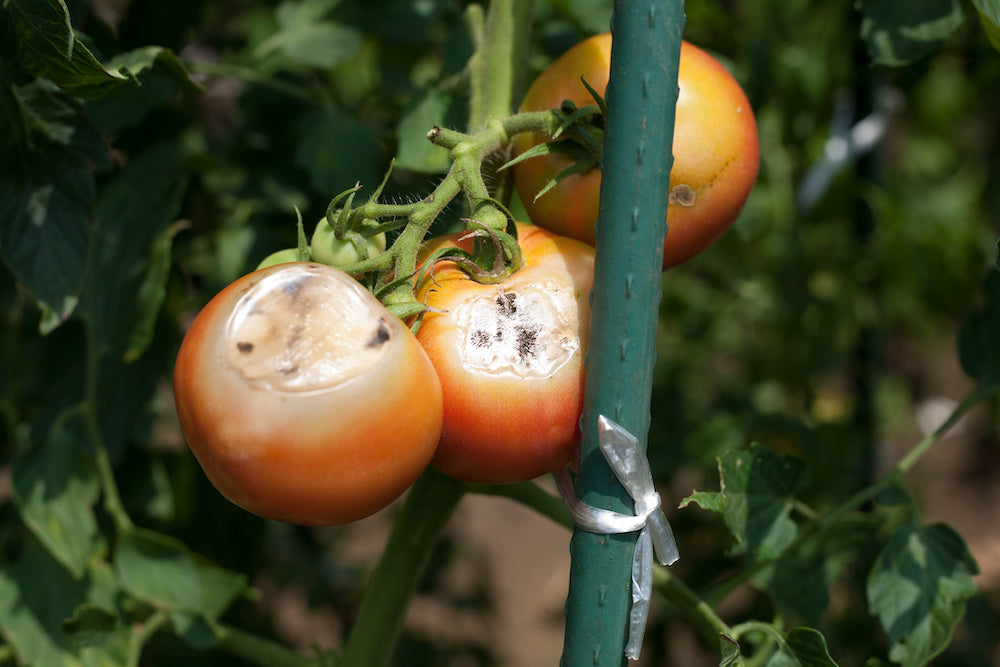 Thrips Slow Release Sachets – thrips damage on blotched, discoloured tomatoes