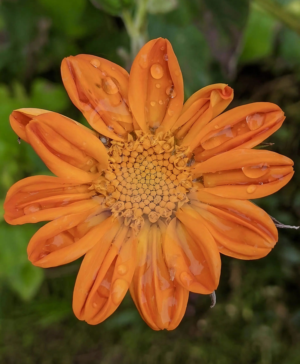 Close-up of Tithonia Goldfinger petals with water droplets against a blurred green background