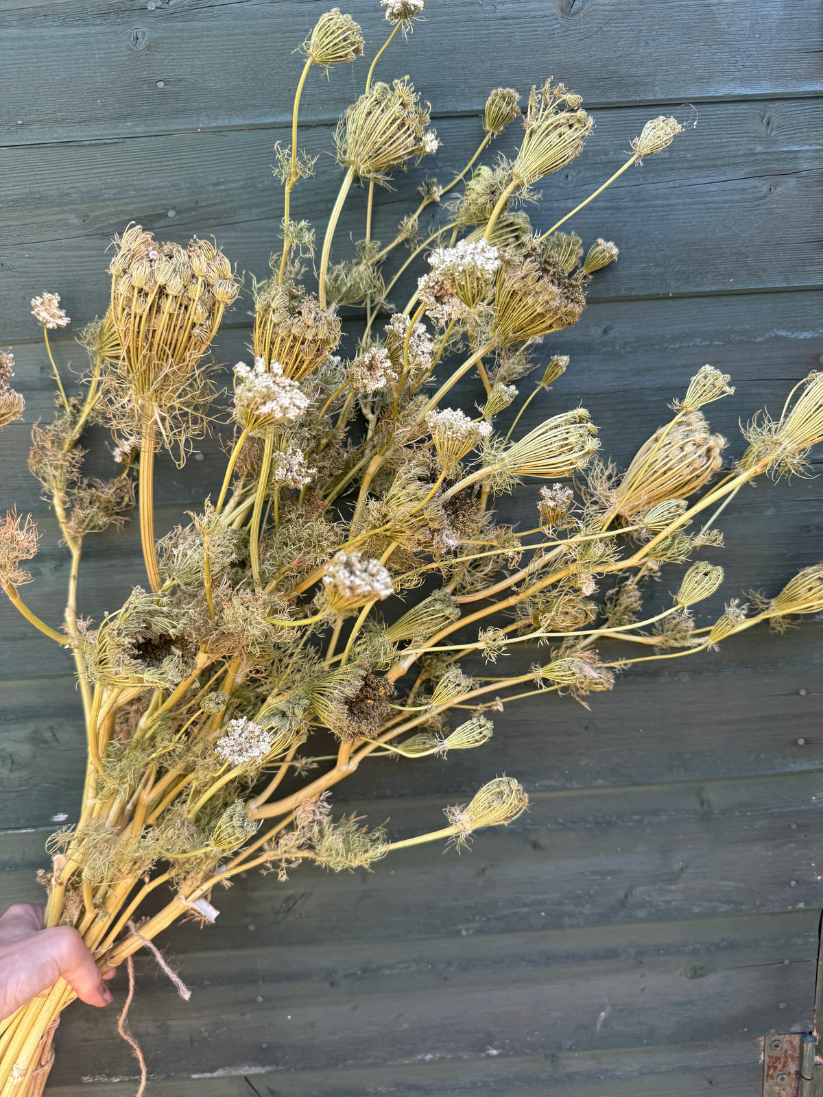 Umbellifers Dried – bunch of dried wild carrot and cow parsley heads held against grey boards
