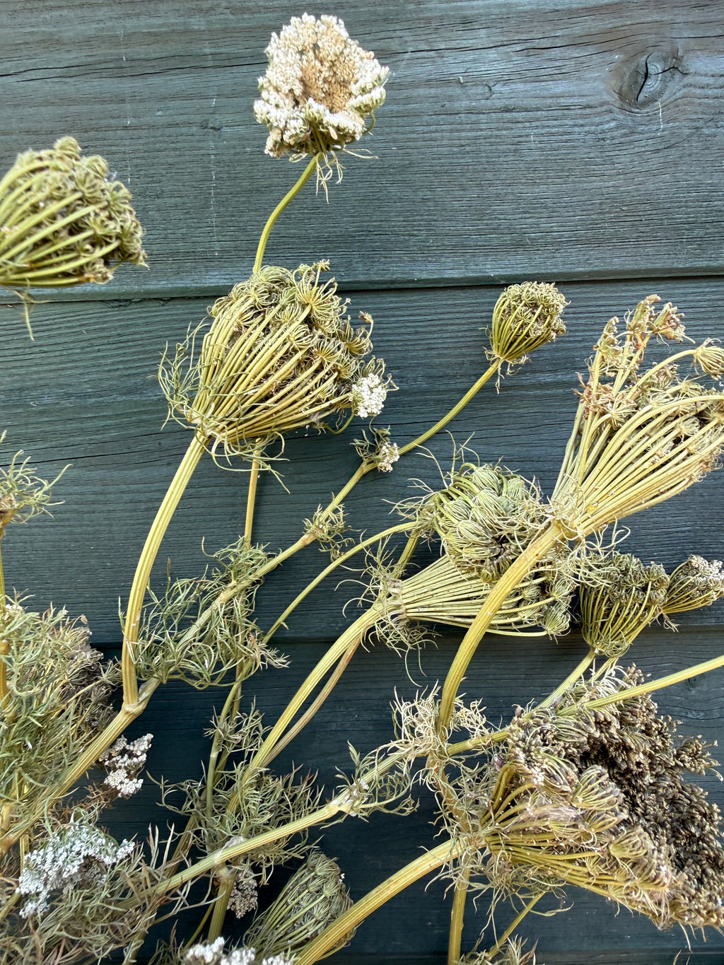 Dried umbellifer seed heads, some still white, fanned out against a grey wooden wall