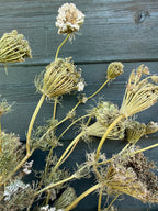Dried umbellifer seed heads, some still white, fanned out against a grey wooden wall