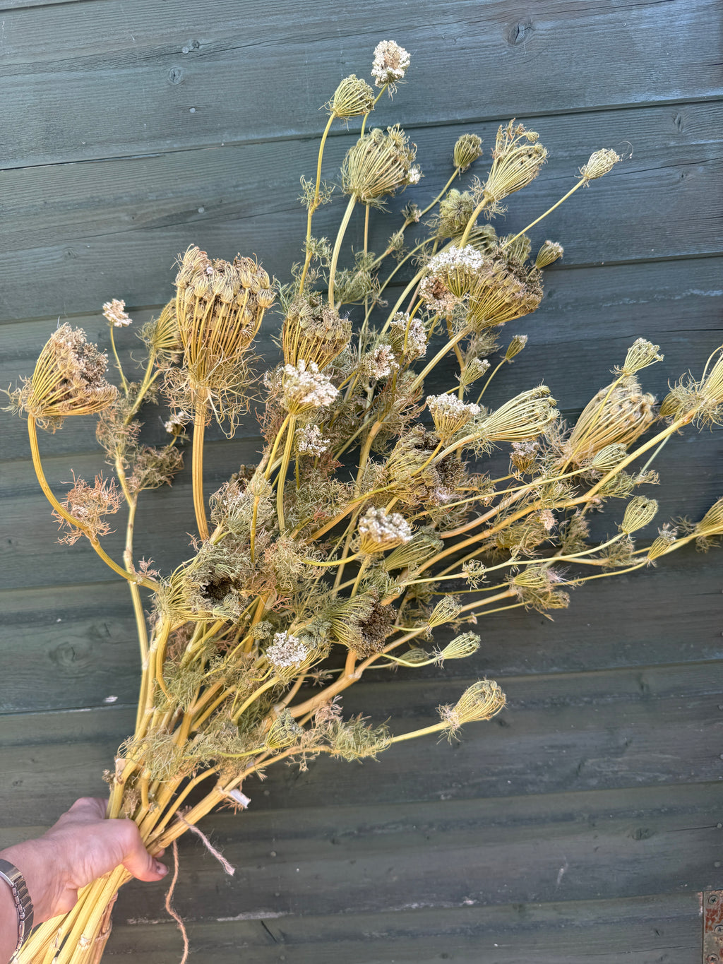 Hand holding a full bunch of dried umbellifers with golden stems against grey wood