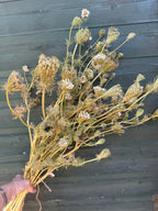Hand holding a full bunch of dried umbellifers with golden stems against grey wood