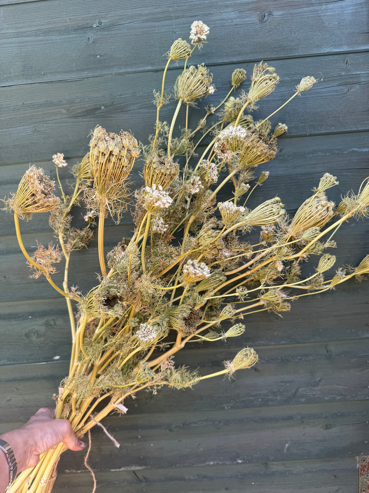 Hand holding a full bunch of dried umbellifers with golden stems against grey wood