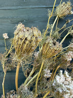 Close-up of curled dried umbellifer heads and white flowers against grey boards