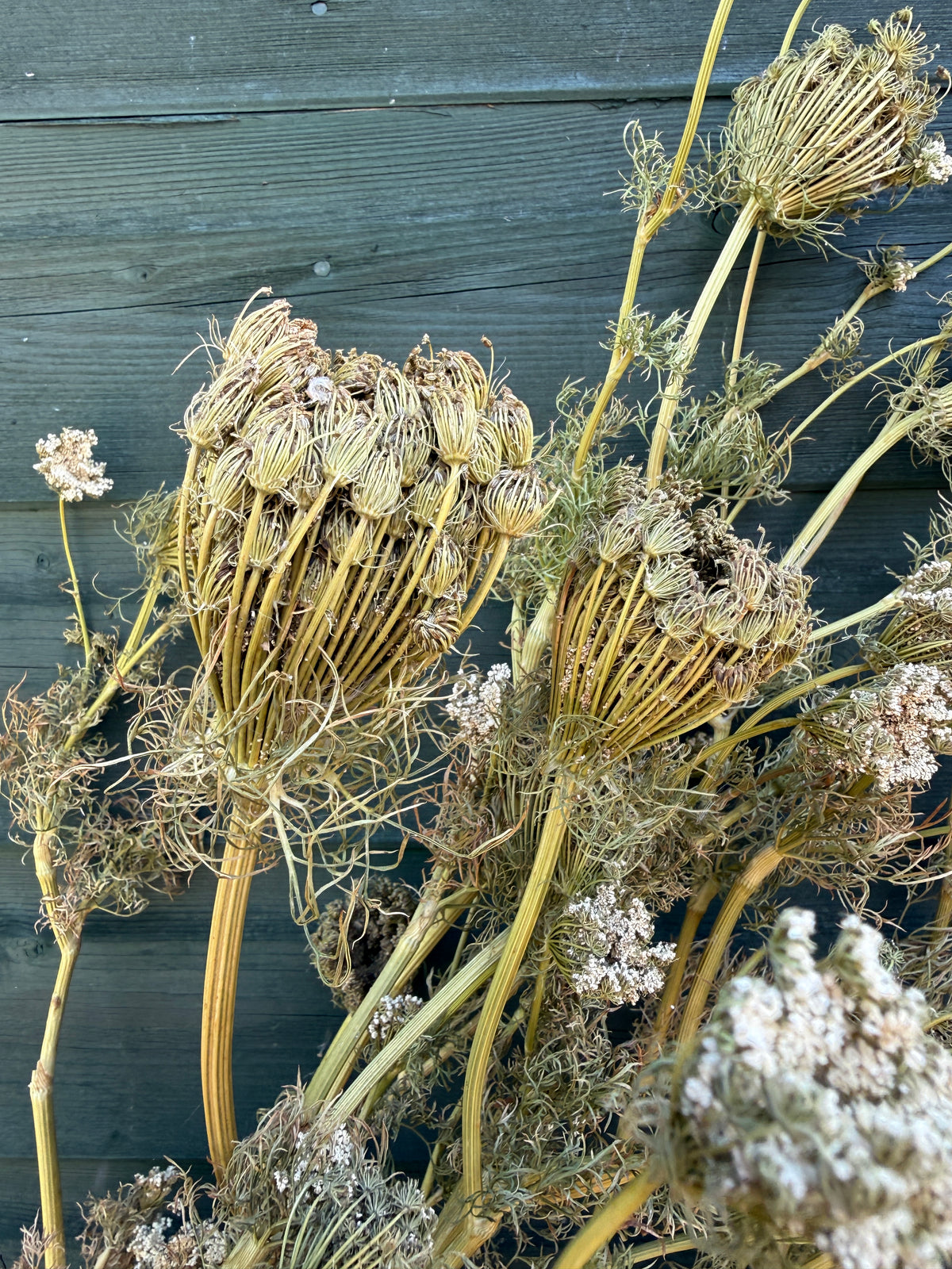 Close-up of curled dried umbellifer heads and white flowers against grey boards