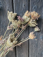 Umbellifers Dried – beige and light brown heads with hints of purple on dark wooden planks