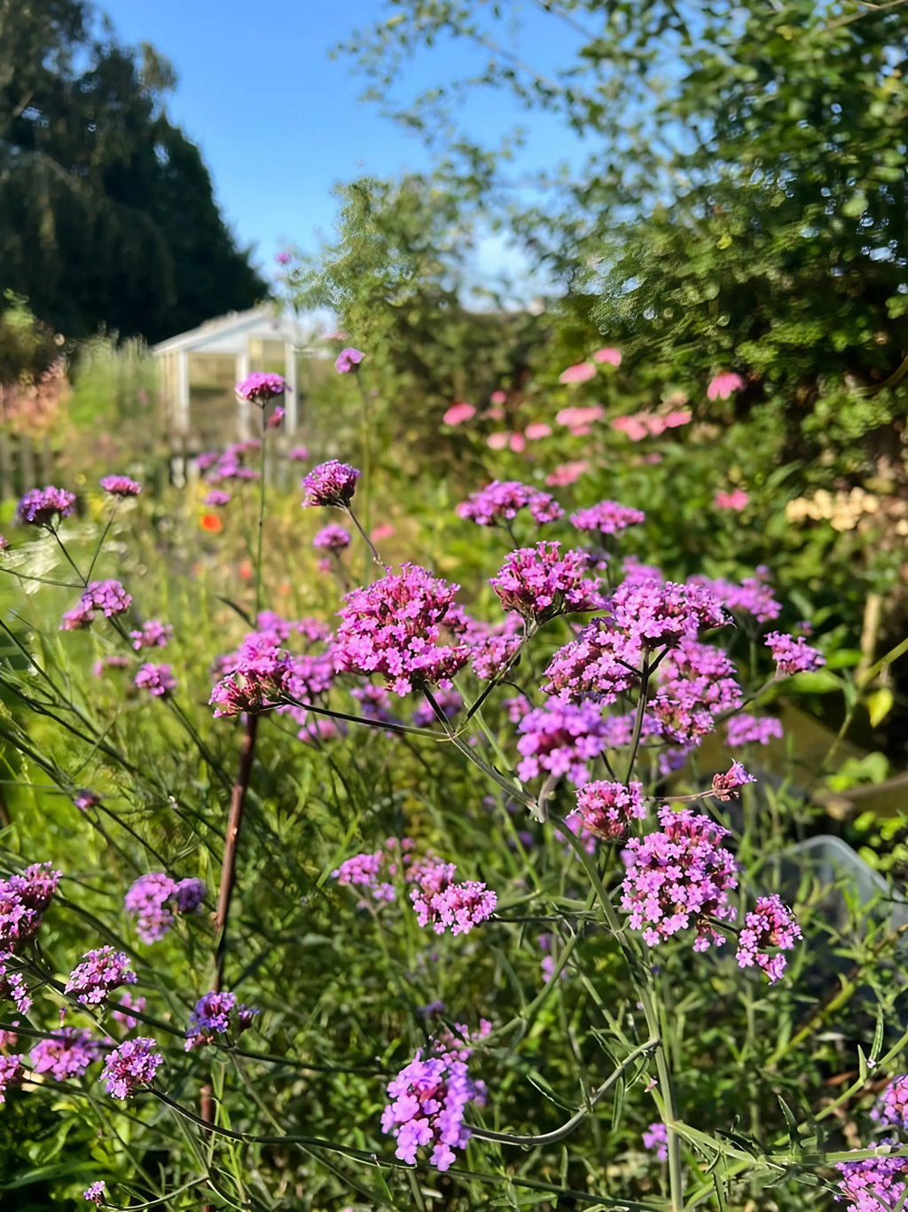 Verbena bonariensis purple flower heads in a sunny garden with a greenhouse behind