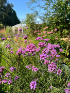 Verbena bonariensis purple flower heads in a sunny garden with a greenhouse behind