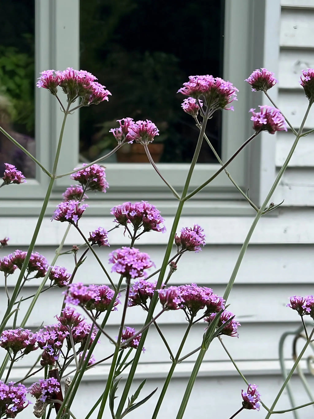 Tall Verbena bonariensis stems growing by a white house with a grey-framed window