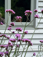 Tall Verbena bonariensis stems growing by a white house with a grey-framed window