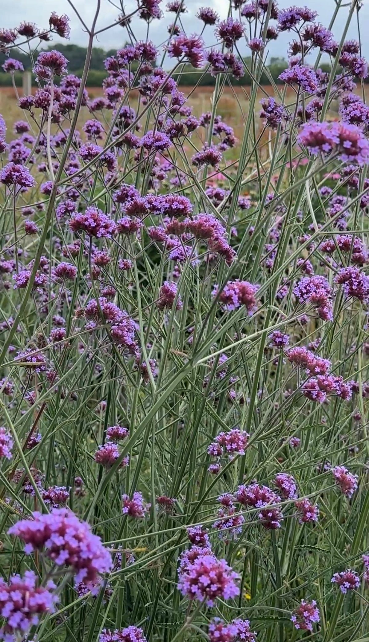 Verbena bonariensis clusters of small purple flowers on tall stems with fields behind