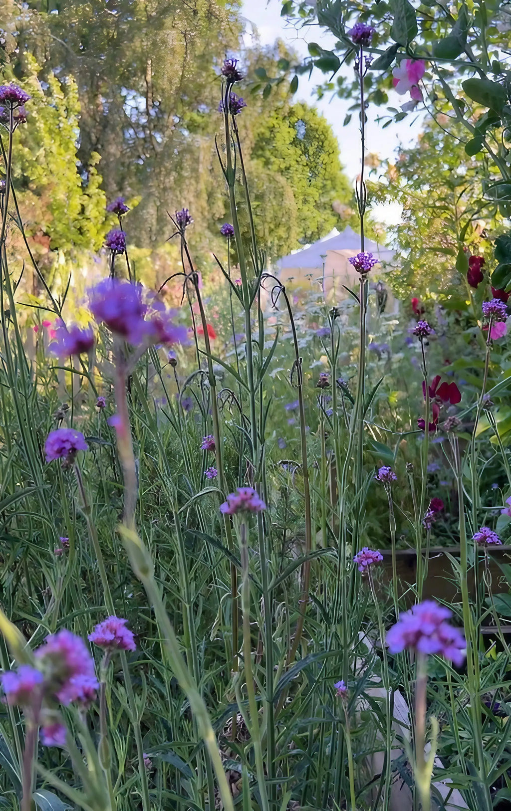 Verbena bonariensis purple flower clusters with trees and a white marquee behind