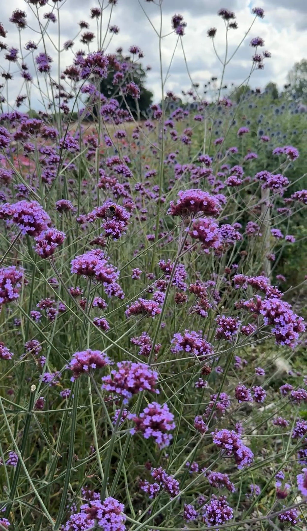 Dense stand of Verbena bonariensis with tall thin stems and purple flower clusters