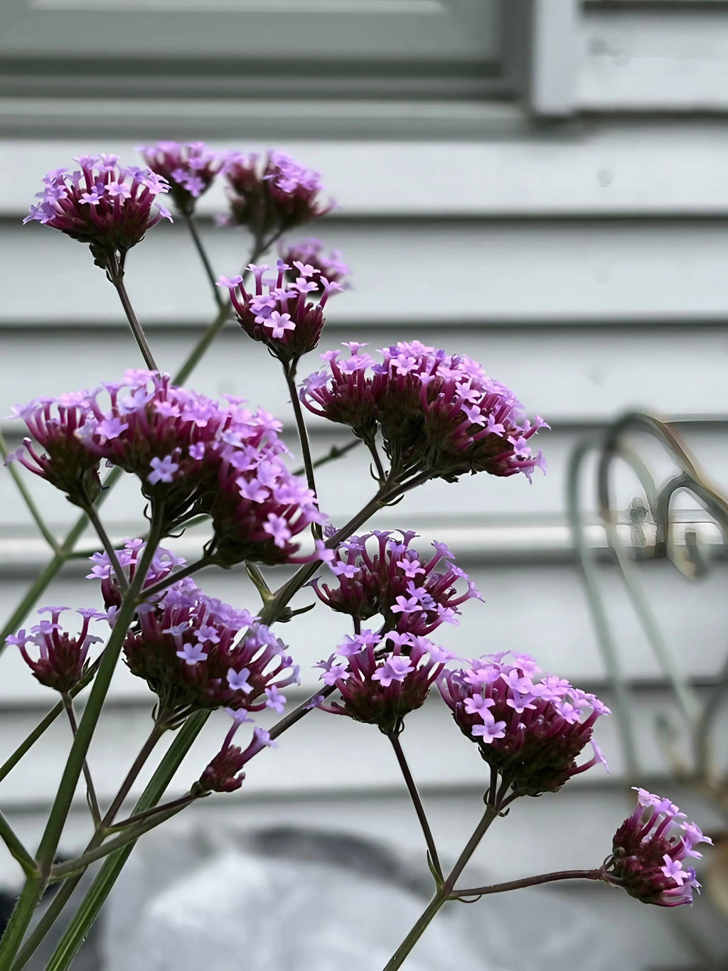 Verbena bonariensis purple flowers on slender stems beside a grey house