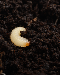 Vine Weevil Control Nematodes – white C-shaped vine weevil grub on moist soil