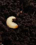Vine Weevil Control Nematodes – white C-shaped vine weevil grub on moist soil