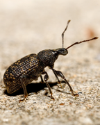 Adult vine weevil beetle on sand, the pest Vine Weevil Control Nematodes target