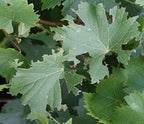 Vine Weevil Control Nematodes – notched, chewed leaf edges from vine weevil damage