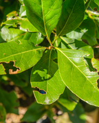 Vine Weevil Control Nematodes – sunlit leaves with brown vine weevil damage and holes