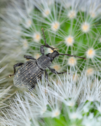 Vine Weevil Control Nematodes – adult vine weevil on a spiny green cactus