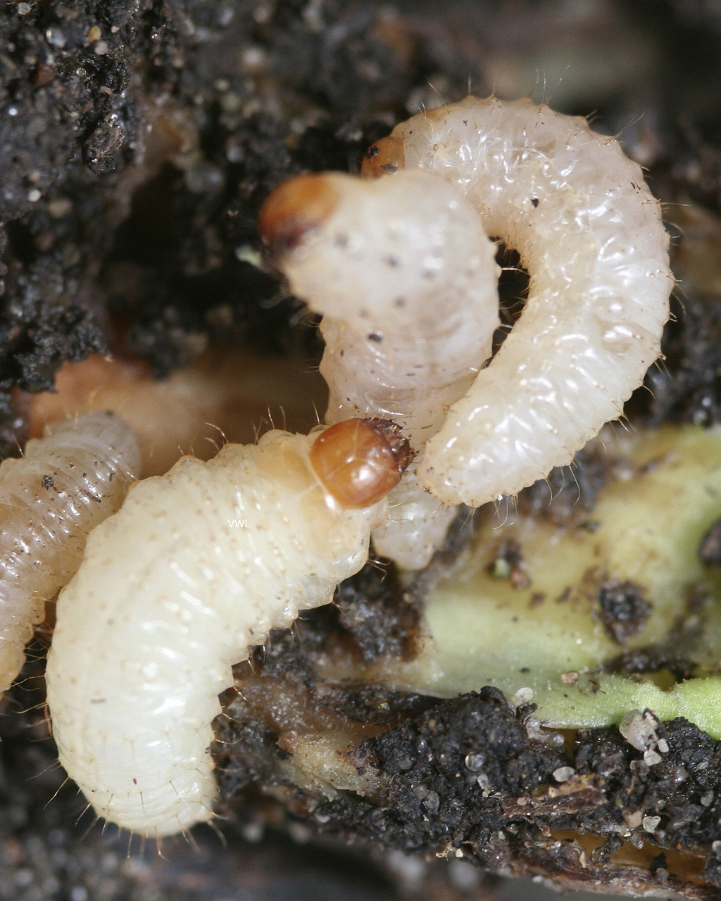 Vine Weevil Control Nematodes – two white weevil larvae with brown heads in soil