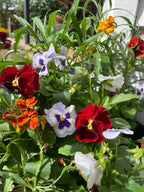 Viola Cornuta Large Flower Mix in red, purple, orange and white with green leaves