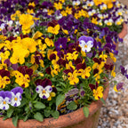 Viola Pot Pouri Mix spilling from a terracotta pot in yellow, purple and burgundy