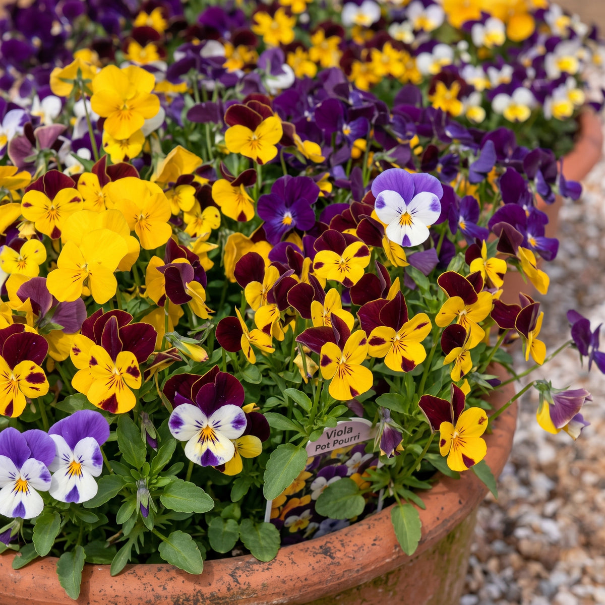 Viola Pot Pouri Mix spilling from a terracotta pot in yellow, purple and burgundy
