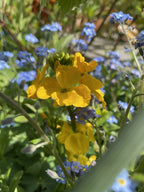 Sunlit Wallflower Cloth of Gold yellow flowers among blue blooms and green leaves