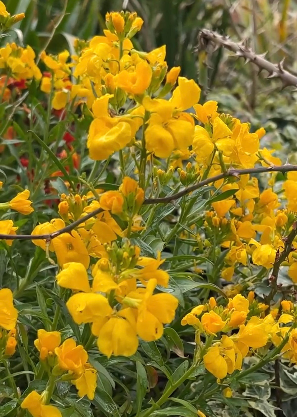 Wallflower Cloth of Gold yellow blooms and lush green leaves in spring