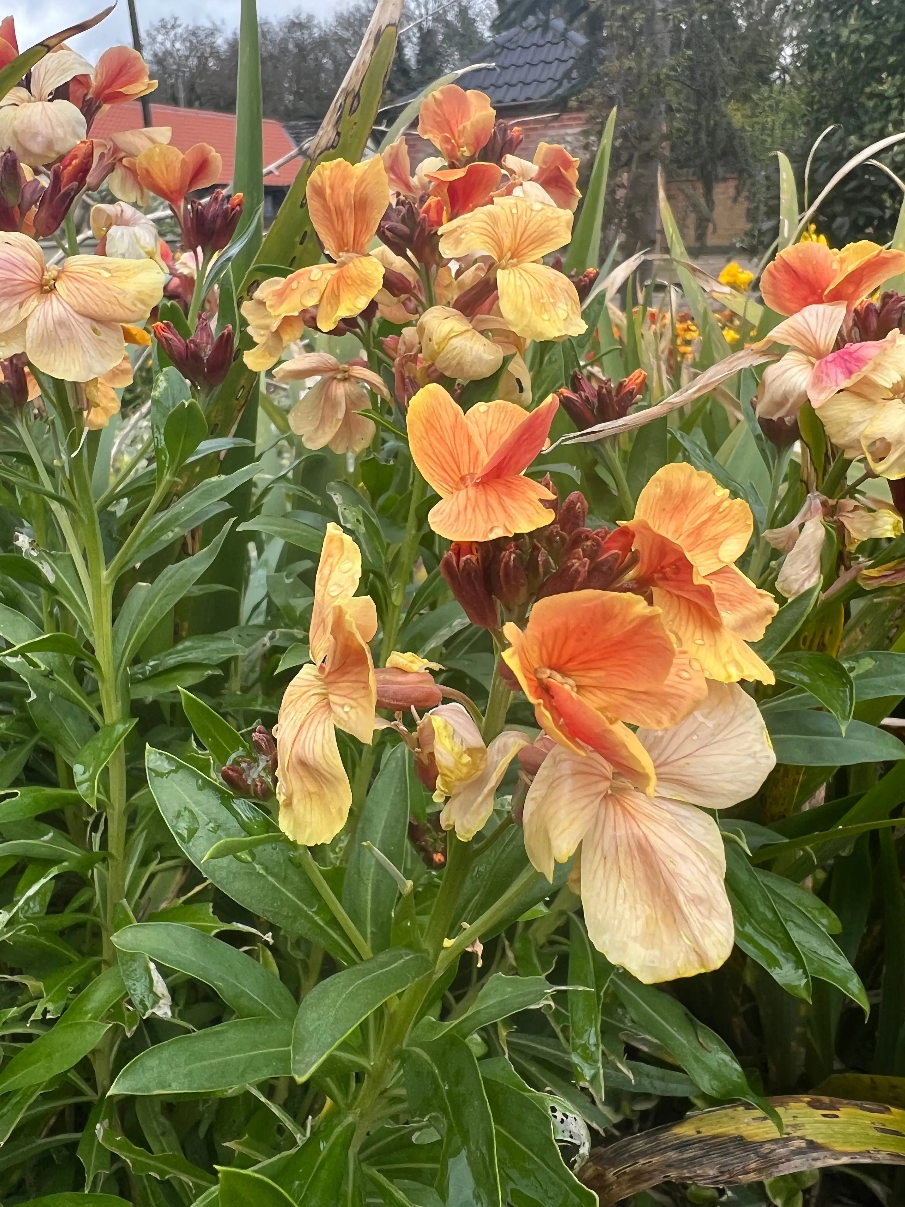 Wallflower Fair Lady Seeds | Pastel Mix Spring Biennial – Bishy