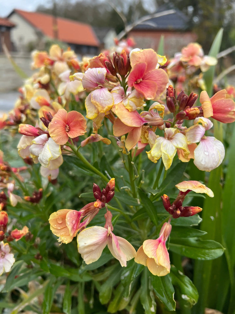 Wallflower Fair Lady by Bishy Barnabees Cottage Garden features clusters of peach, yellow, and pink flowers with green leaves and dewy petals, set against a backdrop of blurred houses and a vintage garden.