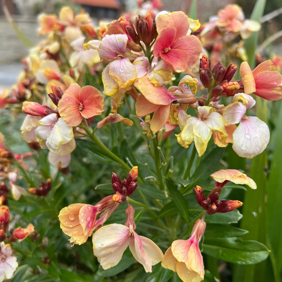 Wallflower Fair Lady Pastel Mix