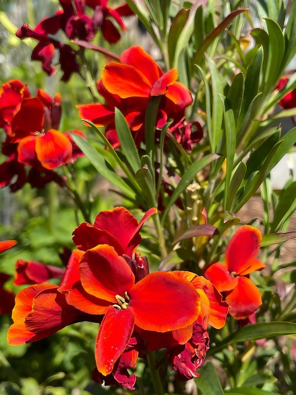 Wallflower Fire King scarlet-orange flowers with yellow edges in sunlight
