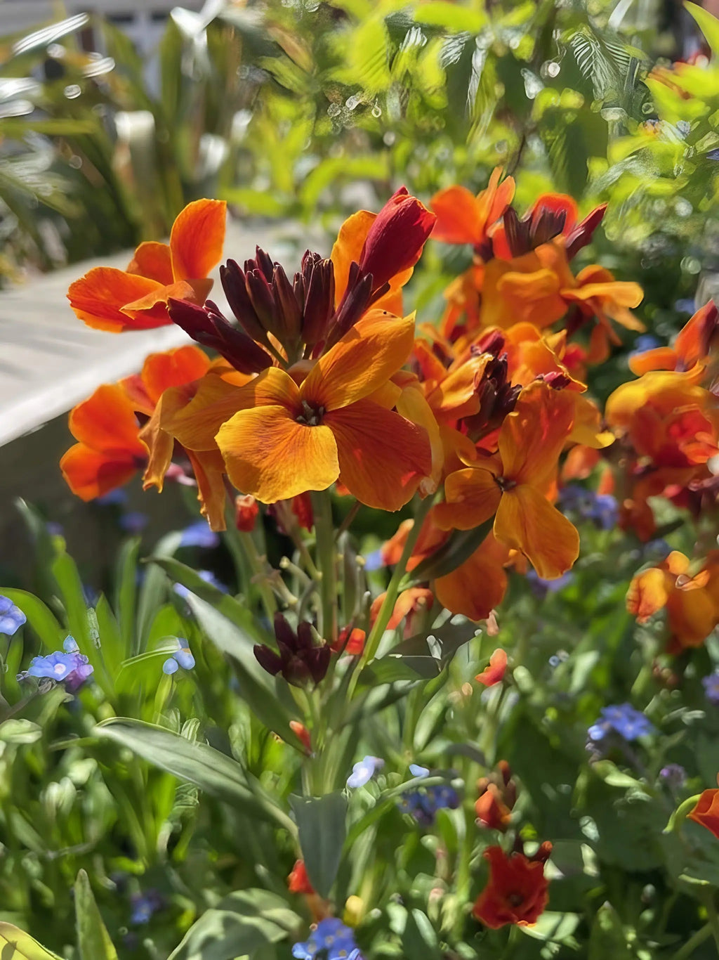Wallflower Fire King bright orange blooms among green leaves and blue blossoms