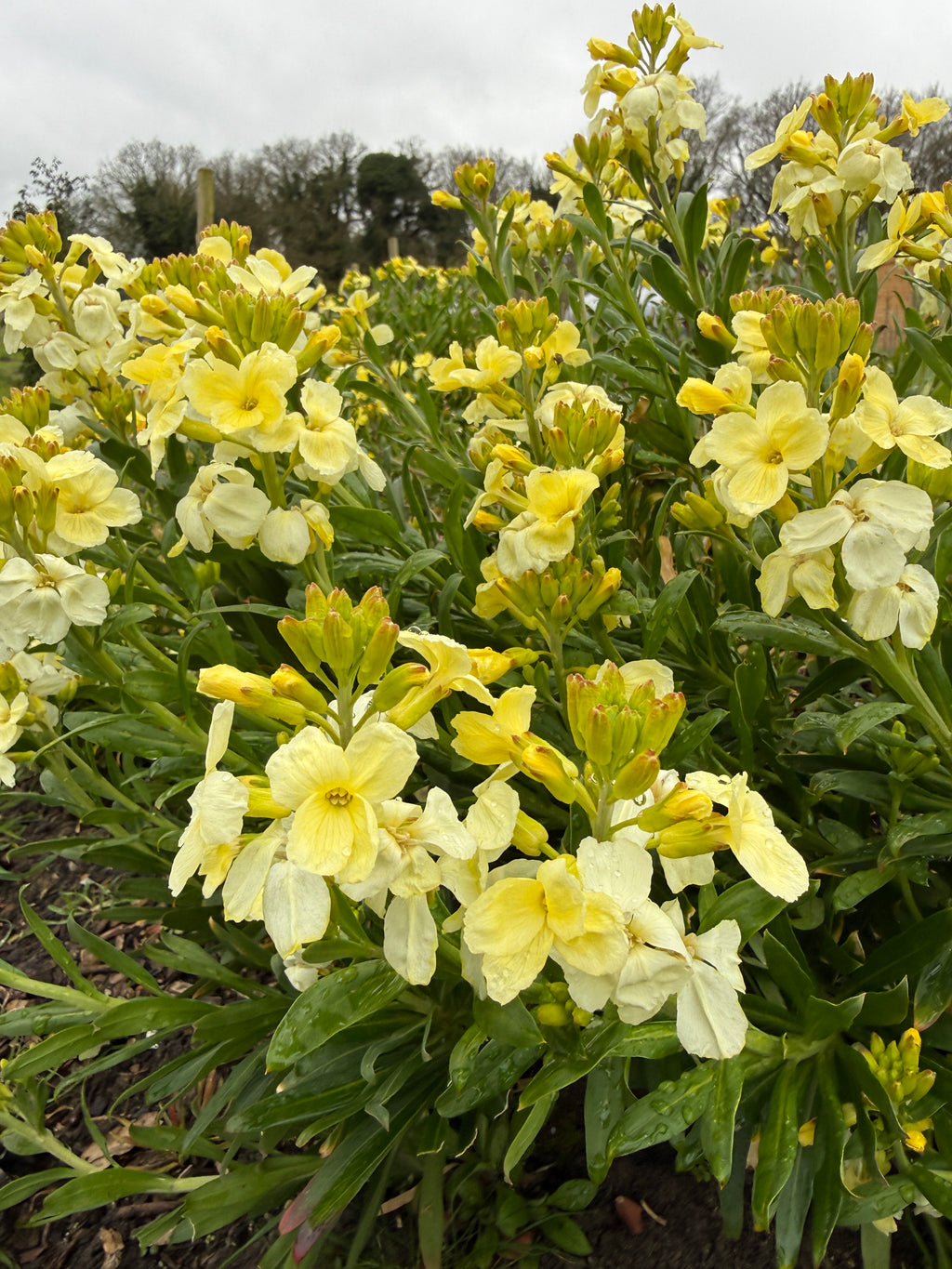 Wallflower Ivory White flowering densely in a garden bed under a cloudy sky