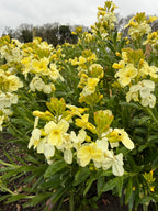 Wallflower Ivory White flowering densely in a garden bed under a cloudy sky