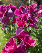 Close-up of Wallflower Ruby Gem magenta blooms in sunlight