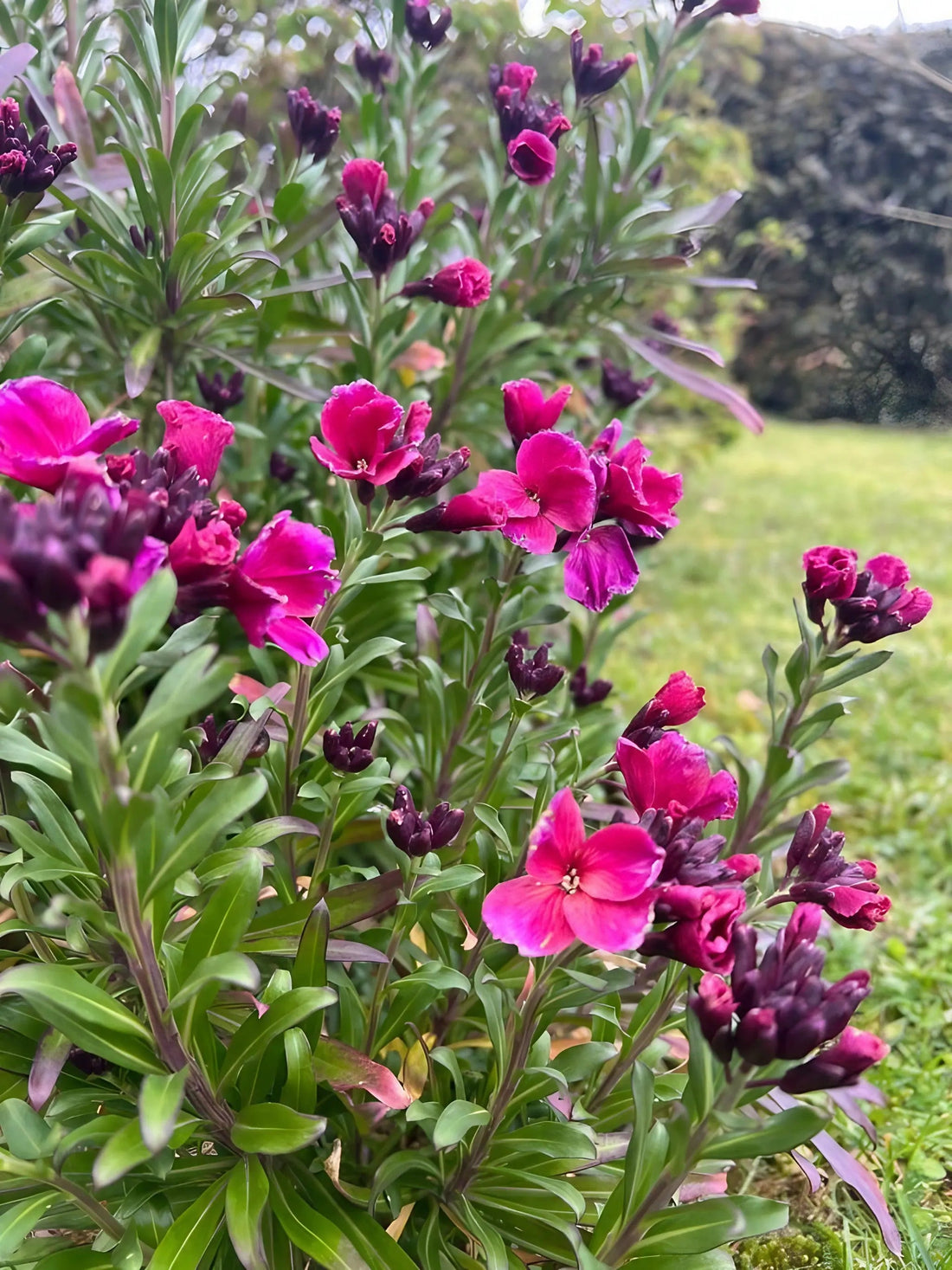Wallflower Ruby Gem - Bishy Barnabees Cottage Garden Ltd