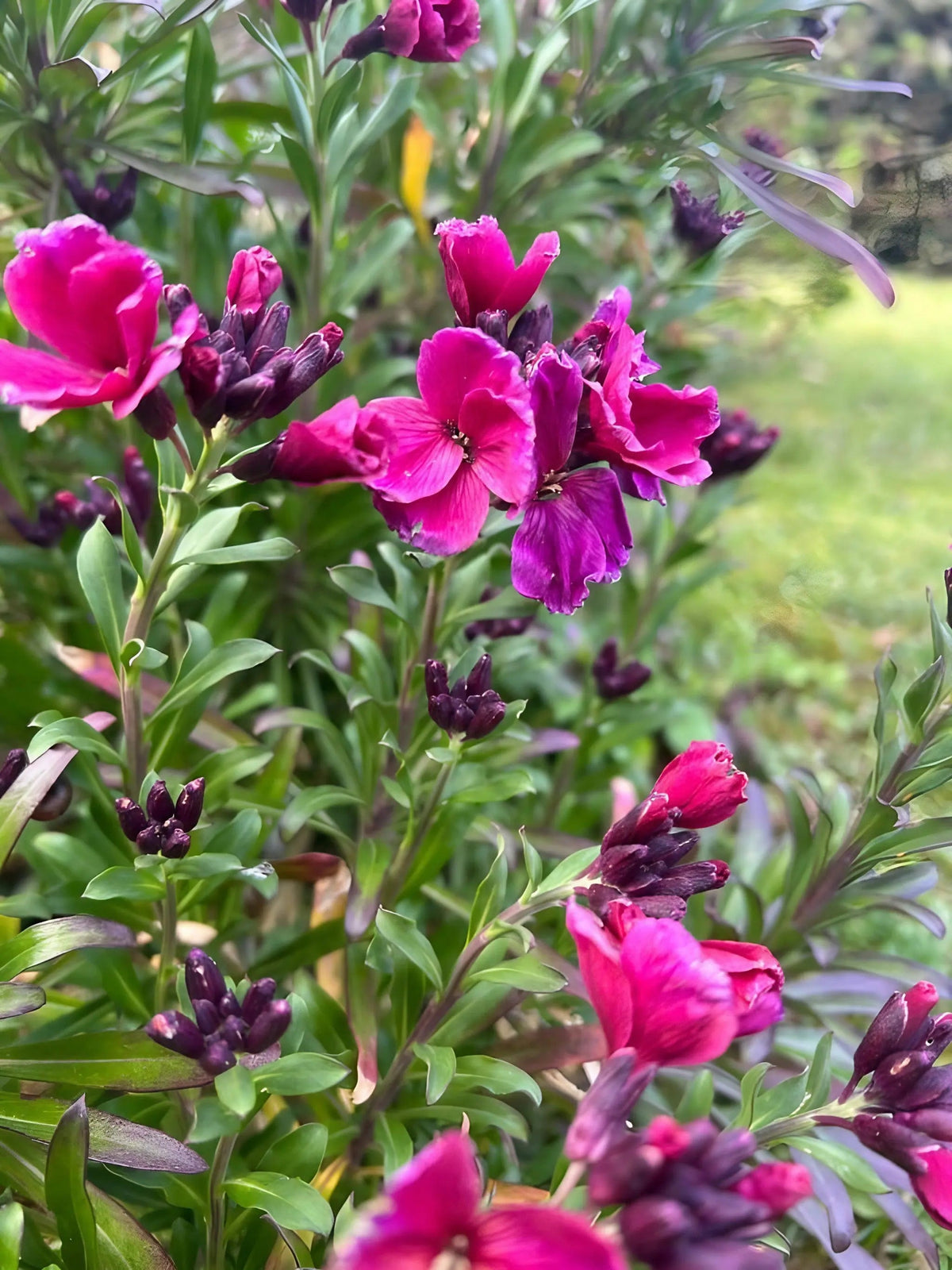 Wallflower Ruby Gem pink and purple flowers with dark buds and green leaves