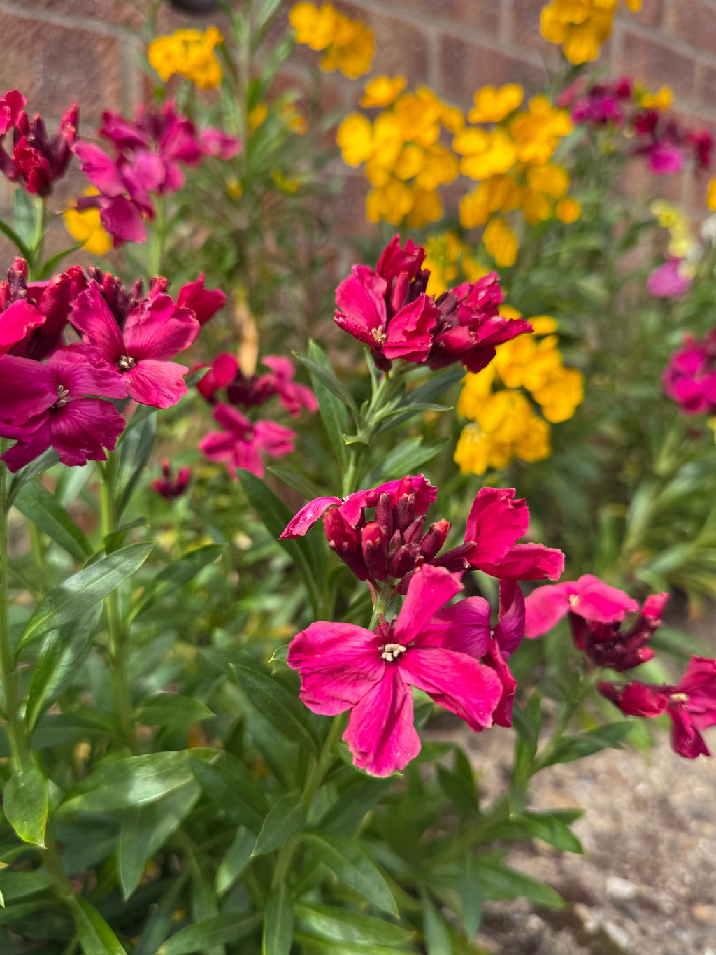 Wallflower Ruby Gem magenta flowers growing with yellow wallflowers by a brick wall
