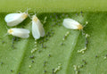 Whitefly Control Encarsia – whitefly adults and eggs on the underside of a leaf